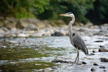 A graceful grey heron standing still in a shallow river, waiting to catch fish.