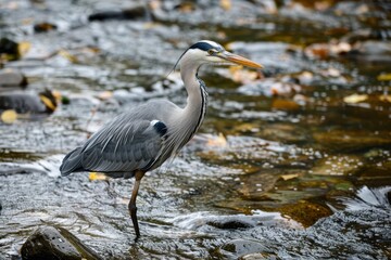 A graceful grey heron standing still in a shallow river, waiting to catch fish.
