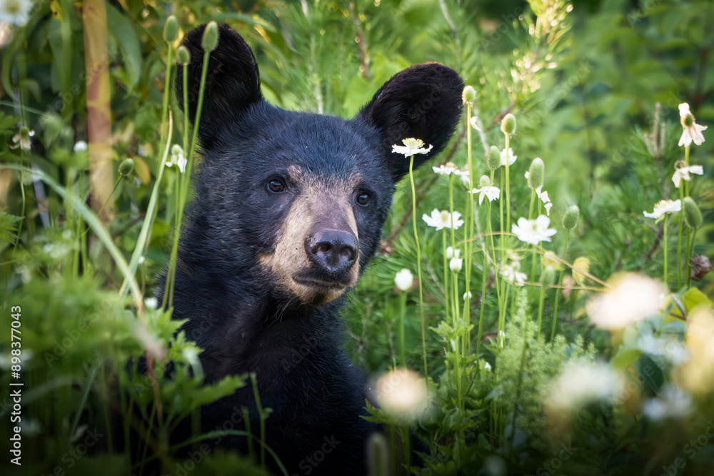 Wall mural amazing black bear foraging in morning light, great smokey mountains, tennessee