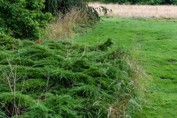 Obraz premium conifers and meadow after the rain