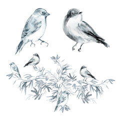Birds siting on a branch. Watercolor composition with a graceful olive tree branch and two siting and singing nightingales in monochrome. Isolate in black and blue colors on white background. The