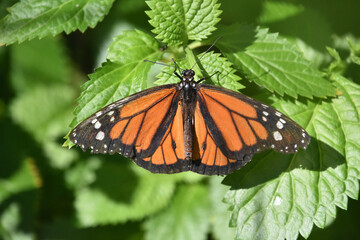 Tropical Monarch Butterfly in a Beautiful Garden