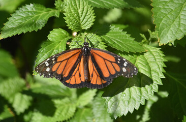 Viceroy Butterfly with Orange and Black Markings