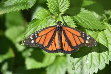 Wings Spread on a Monarch Butterfly in Aruba