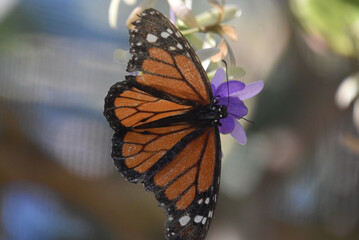 Monarch Butterfly on a Tiny Purple Flower in the Summer