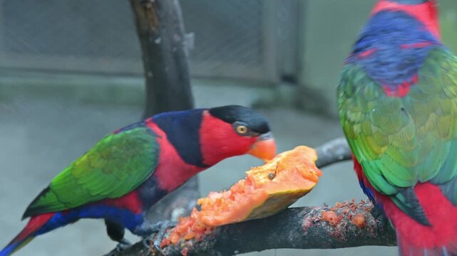 potrait bird lorius lory