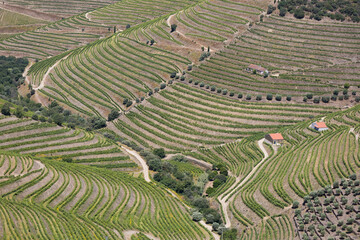 Douro valley near to Pinhao, Portugal