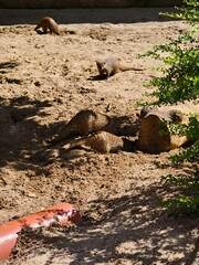 Fototapeta premium Vogelpark Marlow