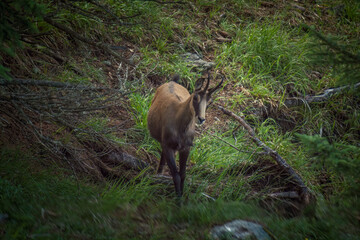 chamois female, rupicapra rupicapra, on the mountains in the forest at a summer morning, is looking at camera