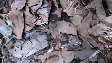 abstract close up of dry leaves background