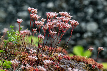 Wei&szlig;er Mauerpfeffer