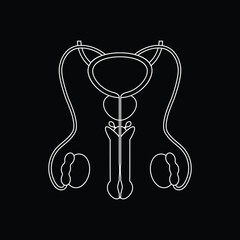 Male reproductive system in line style. Anatomically correct reproductive organs with cross-section view. Gynecology concept isolation.