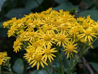 Flowers of Ragwort (Senecio jacobaea)