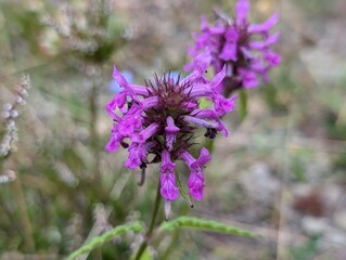 Obraz premium Flowers of Betony (Stachys officinalis)