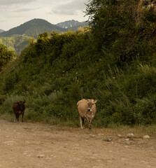 cows in the mountain