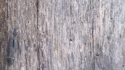 Fototapeta premium close up of gray brown dry wood background texture