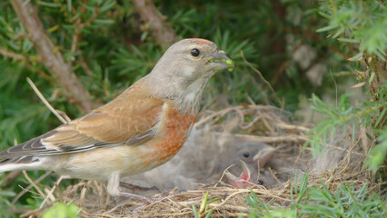 Common linnet bird male on the nest with chicks, Linaria cannabina