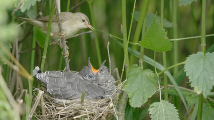 Сommon cuckoo bird chick in the nest of marsh warbler, Cuculus canorus
