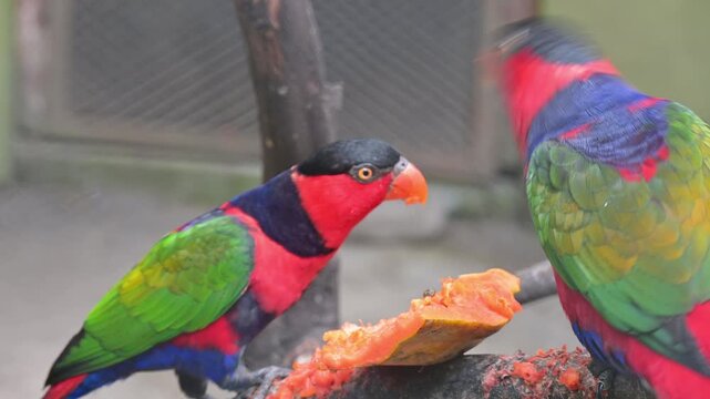 potrait bird lorius lory