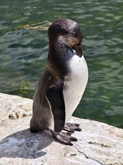Obraz premium Vogelpark Marlow