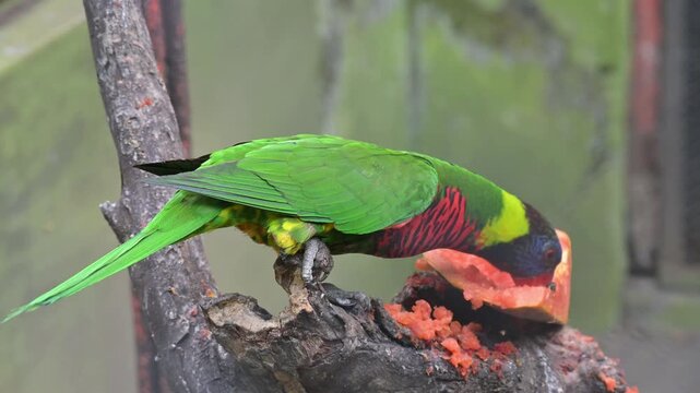 potrait bird lorius lory