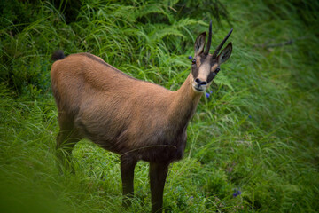 chamois female, rupicapra rupicapra, on the mountains in the forest at a summer morning, is looking at camera