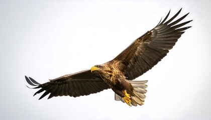 Fototapeta premium bald eagle in flight