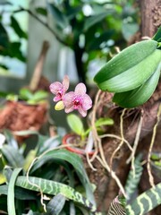 Beautiful Purple orchid flower in a pot on a branch in the garden. (Phalaenopsis)