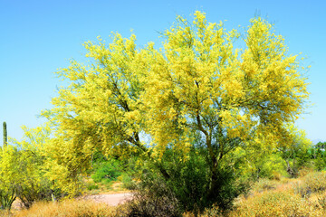 Palo Verde Tree, Sonora Desert, Spring and in bloom