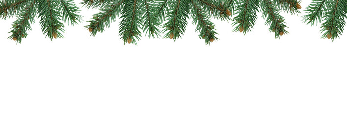 Christmas tree branches in PNG isolated on transparent background, border