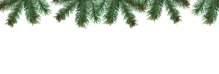 Christmas tree branches in PNG isolated on transparent background, border
