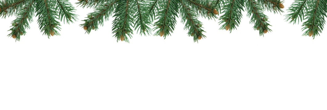 Christmas tree branches in PNG isolated on transparent background, border