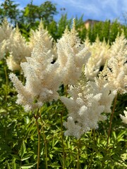 Astilbe arendsii Weisse Gloria. A flowering herbaceous perennial with white fluffy inflorescences. ...