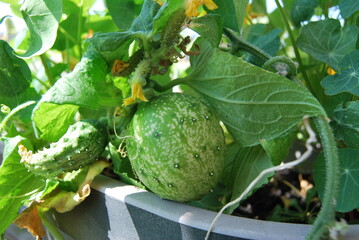 green cucumber with unusual shape