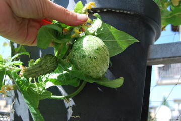 green cucumber with unusual shape