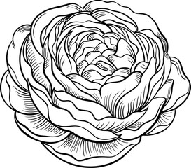 Ranunculus flower lineart