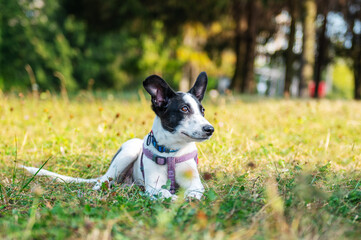 A dog is walking in the park. Walking with a happy dog in the park
