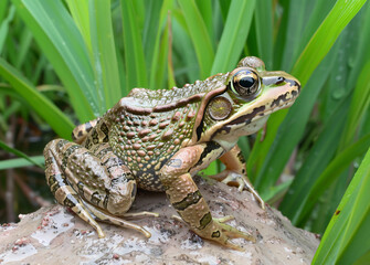 Fototapeta premium Close-up of a Rugosed Frog Hoplobatrachus rugulosus on tall rice leaves in a rice field in an agricultural area.