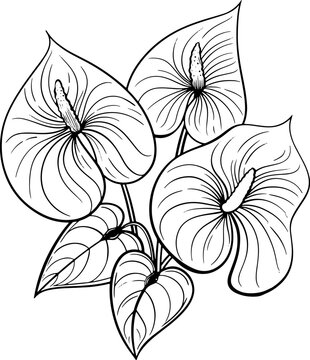 black and white anthurium flowers drawing clip art preview