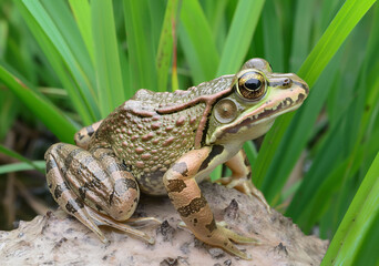 Fototapeta premium Close-up of a Rugosed Frog Hoplobatrachus rugulosus on tall rice leaves in a rice field in an agricultural area.