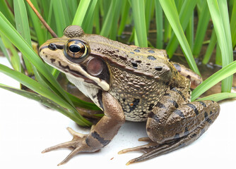 Obraz premium Close-up of a Rugosed Frog Hoplobatrachus rugulosus on tall rice leaves in a rice field in an agricultural area.