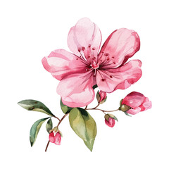 Watercolor Pink Flower