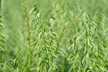 green oat plants, agricultural scene, ripening crop diligent farmer, farming landscape, field ripening oats, agricultural land, farm life