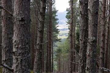 View of the mountains through the pine trees. Scottish Highlands