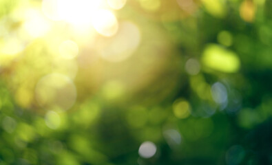 Blurred, defocused spring and summer green bokeh foliage background with warm sunlight shining...