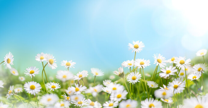 Fresh real daisy flowers, blossoms, growing in meadow grass on a warm sunny spring summer day with a bright sunlit blue sky background