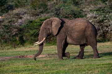 Kenyan Elephants,  