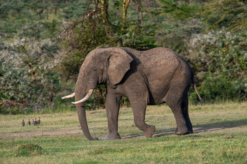 Kenyan Elephants,  