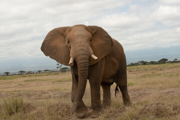 Fototapeta premium Kenyan Elephants, 