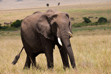 Kenyan Elephants,  